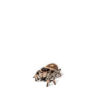 North Florida Jumping Spider